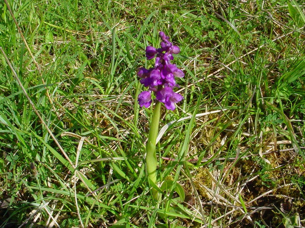 Orchidée violette