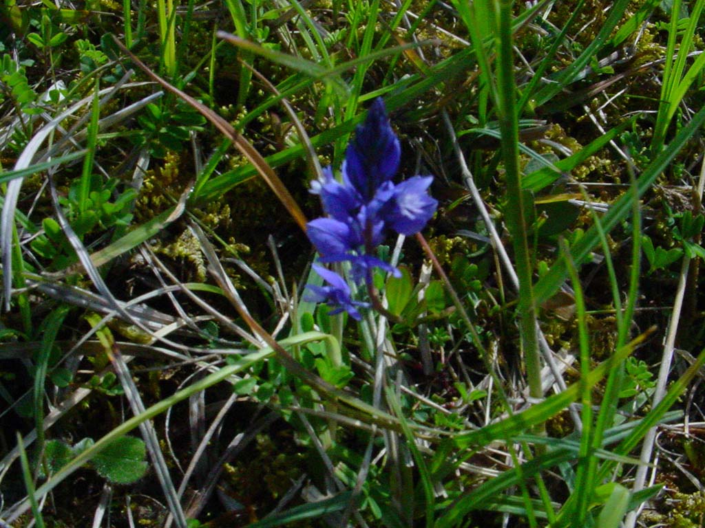 Orchidée bleue